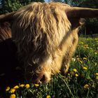 HIghland Cattle 02