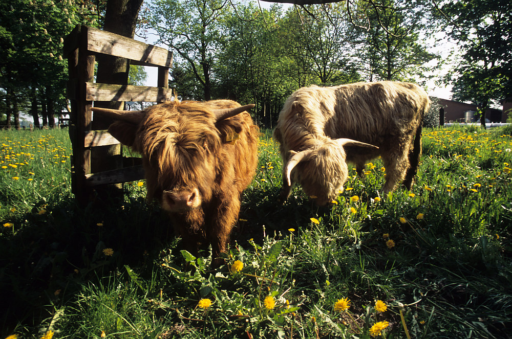 HIghland Cattle 03