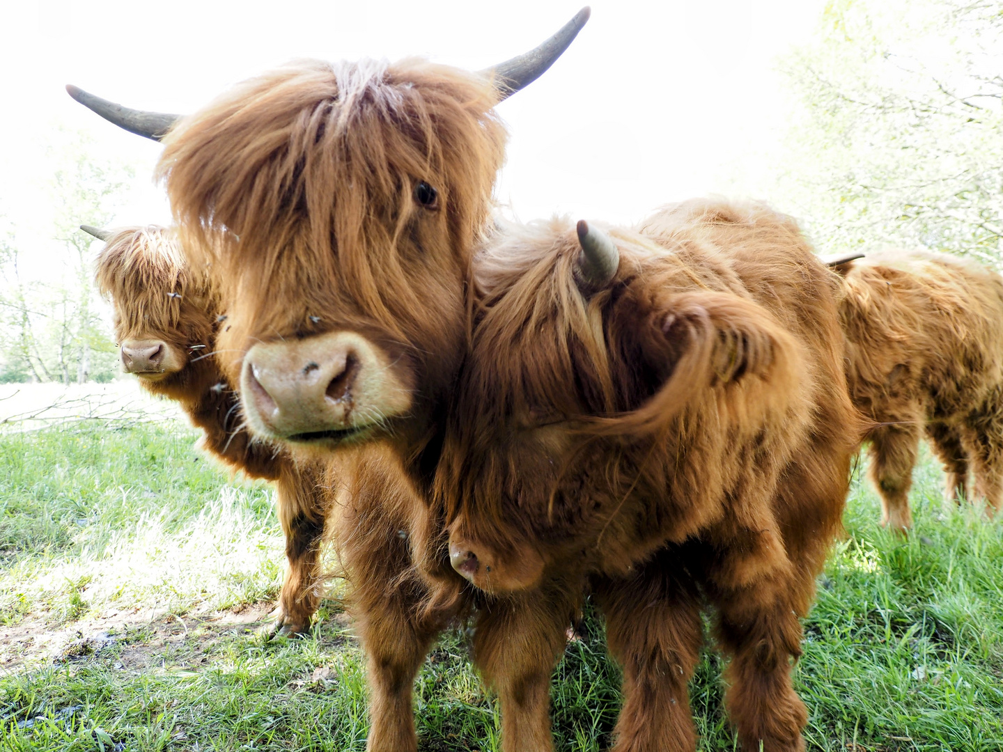 Highland Cattle