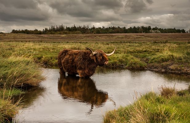 Highland Cattle
