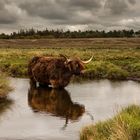 Highland Cattle