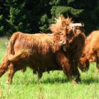 Highland Cattle