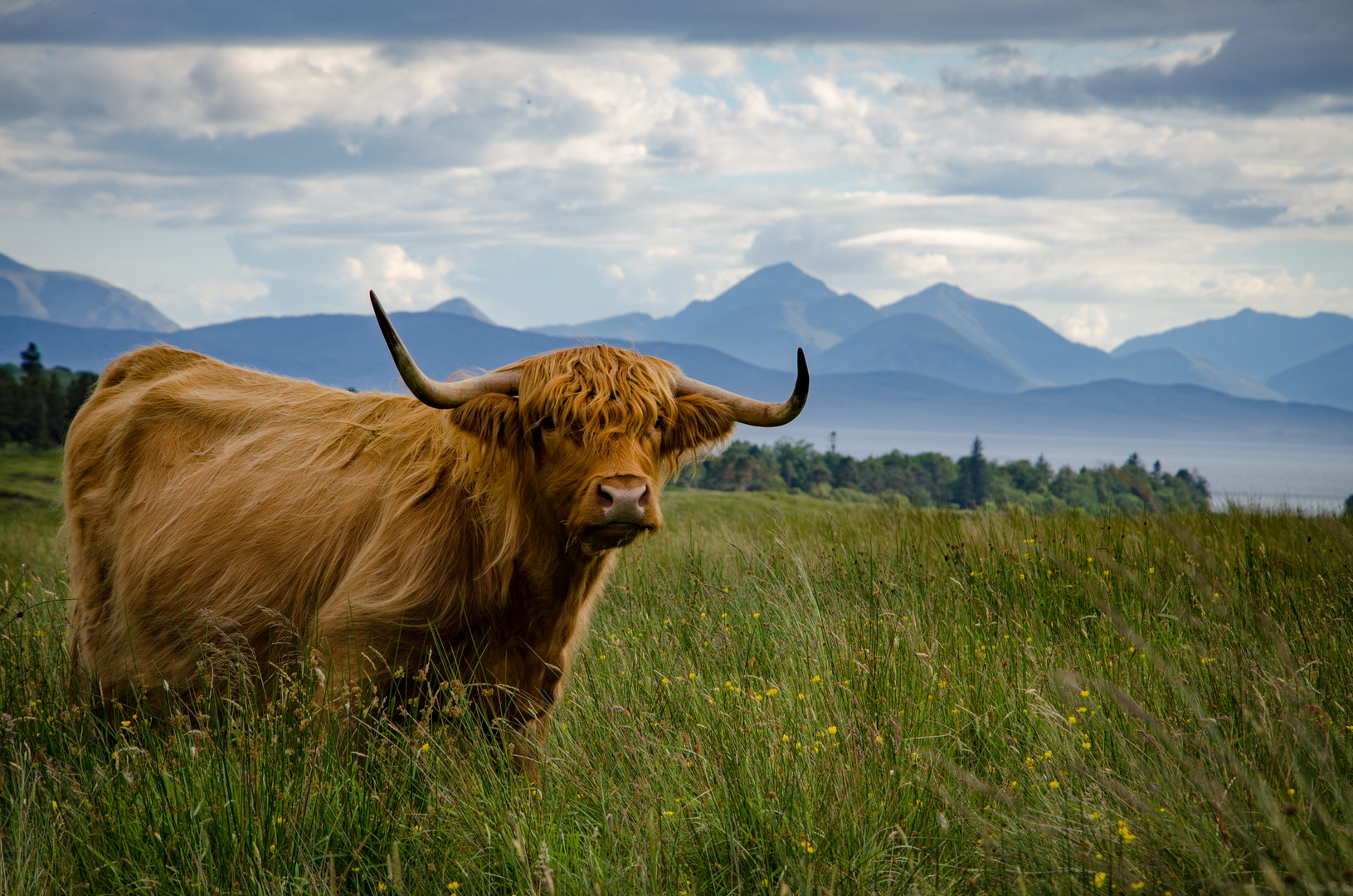 highland cattle