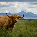 highland cattle