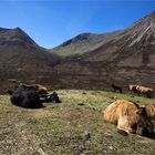 Highland Cattle