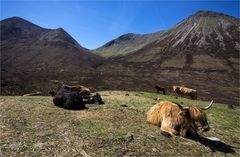 Highland Cattle