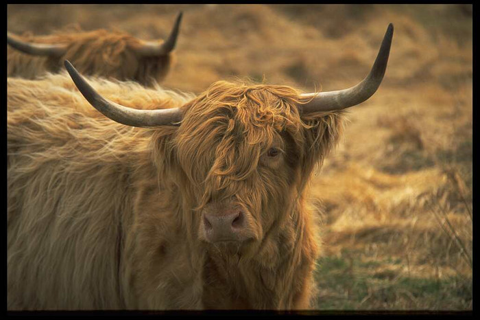 Highland Cattle