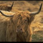 Highland Cattle