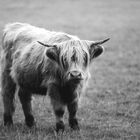 Highland Cattle (1)