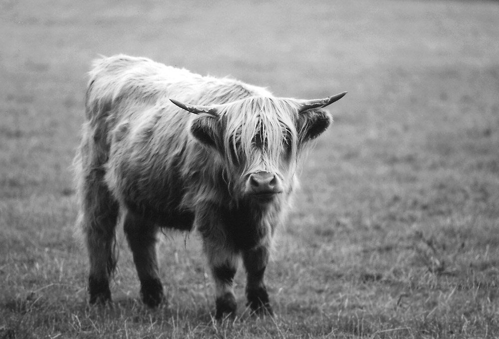 Highland Cattle (1)