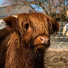 Highland Cattle