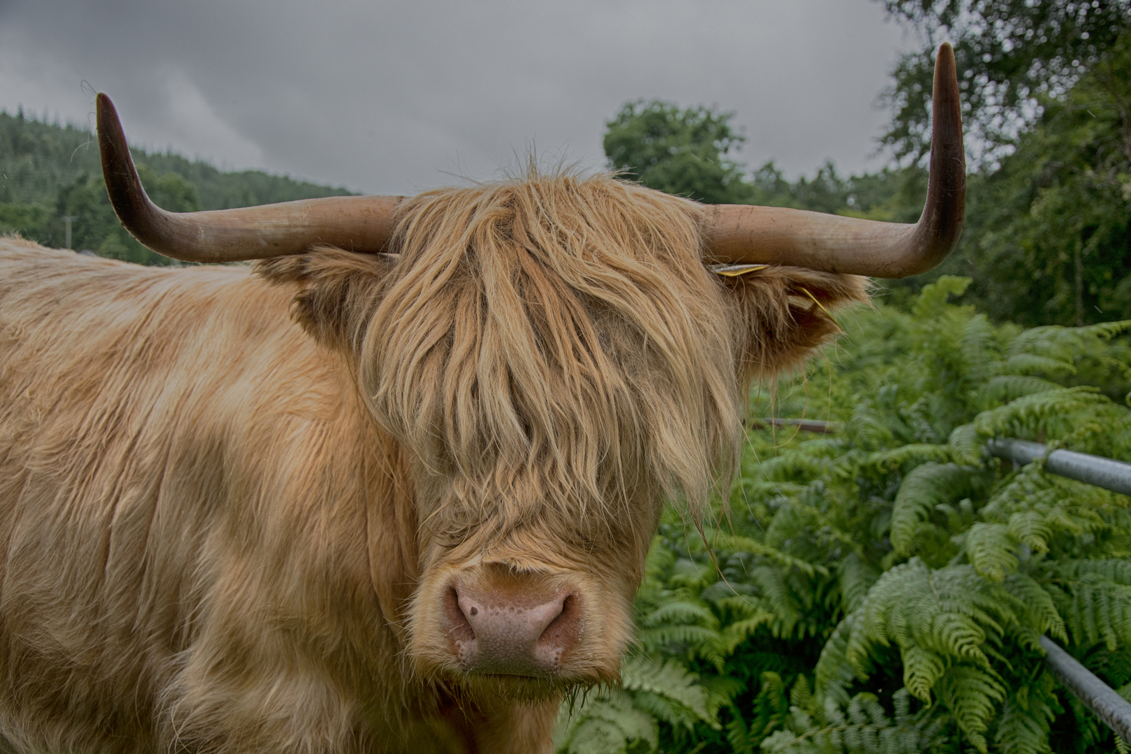 Highland Cattle