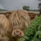 Highland Cattle