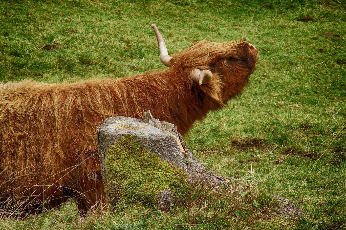 Highland Cattle