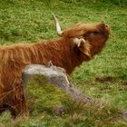 Highland Cattle