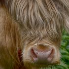 Highland Cattle