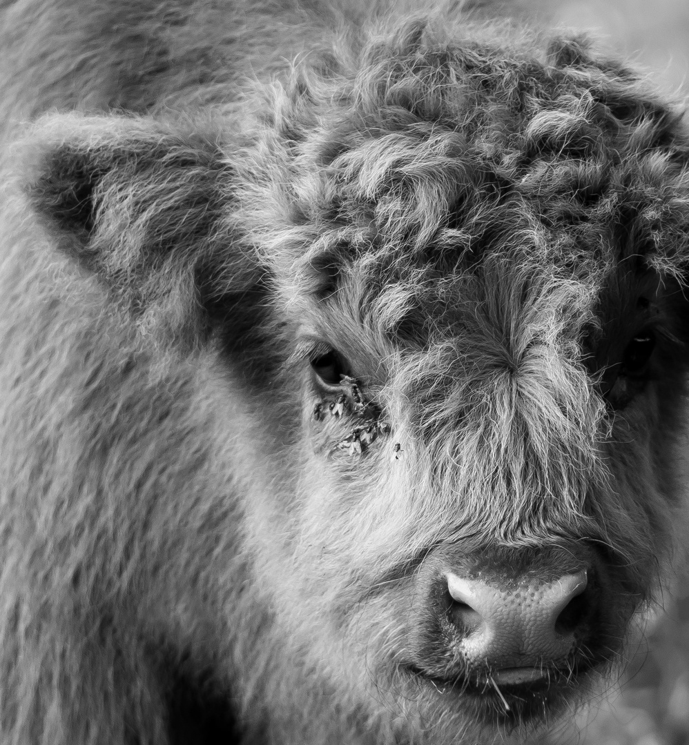 Highland Cattle