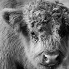 Highland Cattle