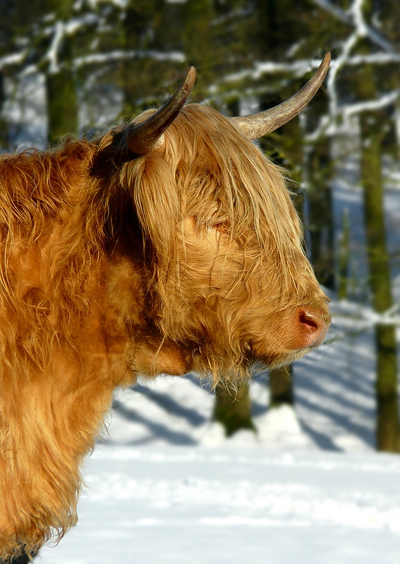 Highland cattle 