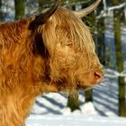 Highland cattle 