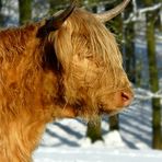 Highland cattle 