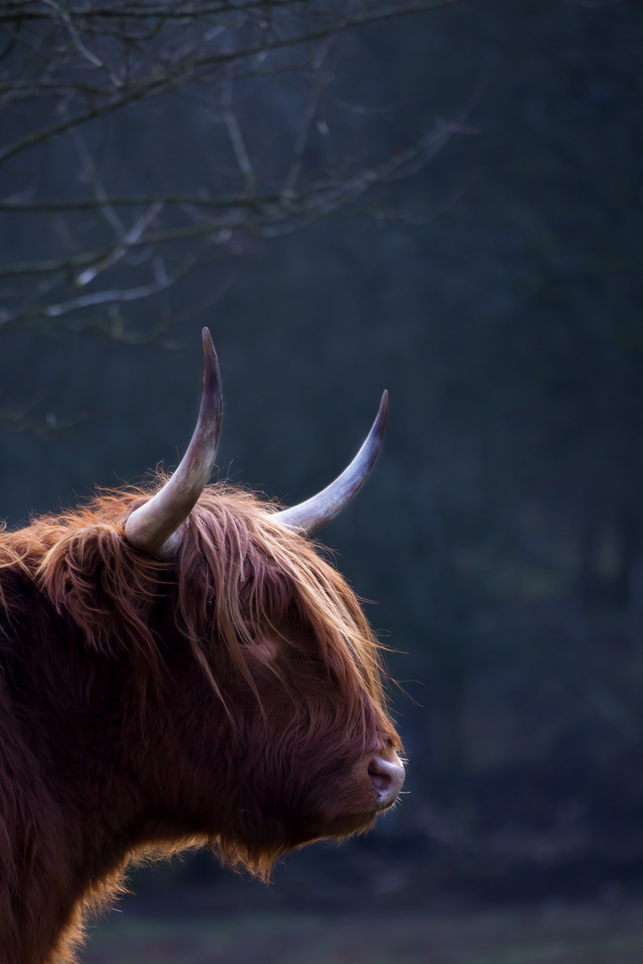 Highland Cattle