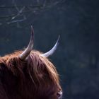 Highland Cattle