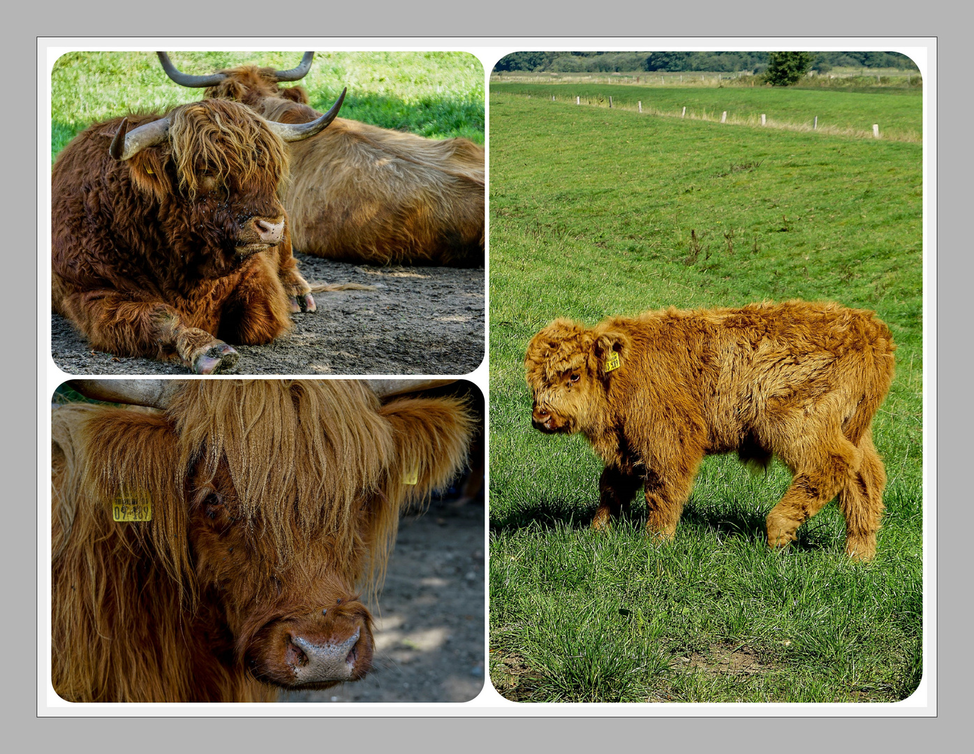 highland cattle