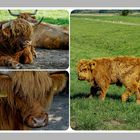 highland cattle