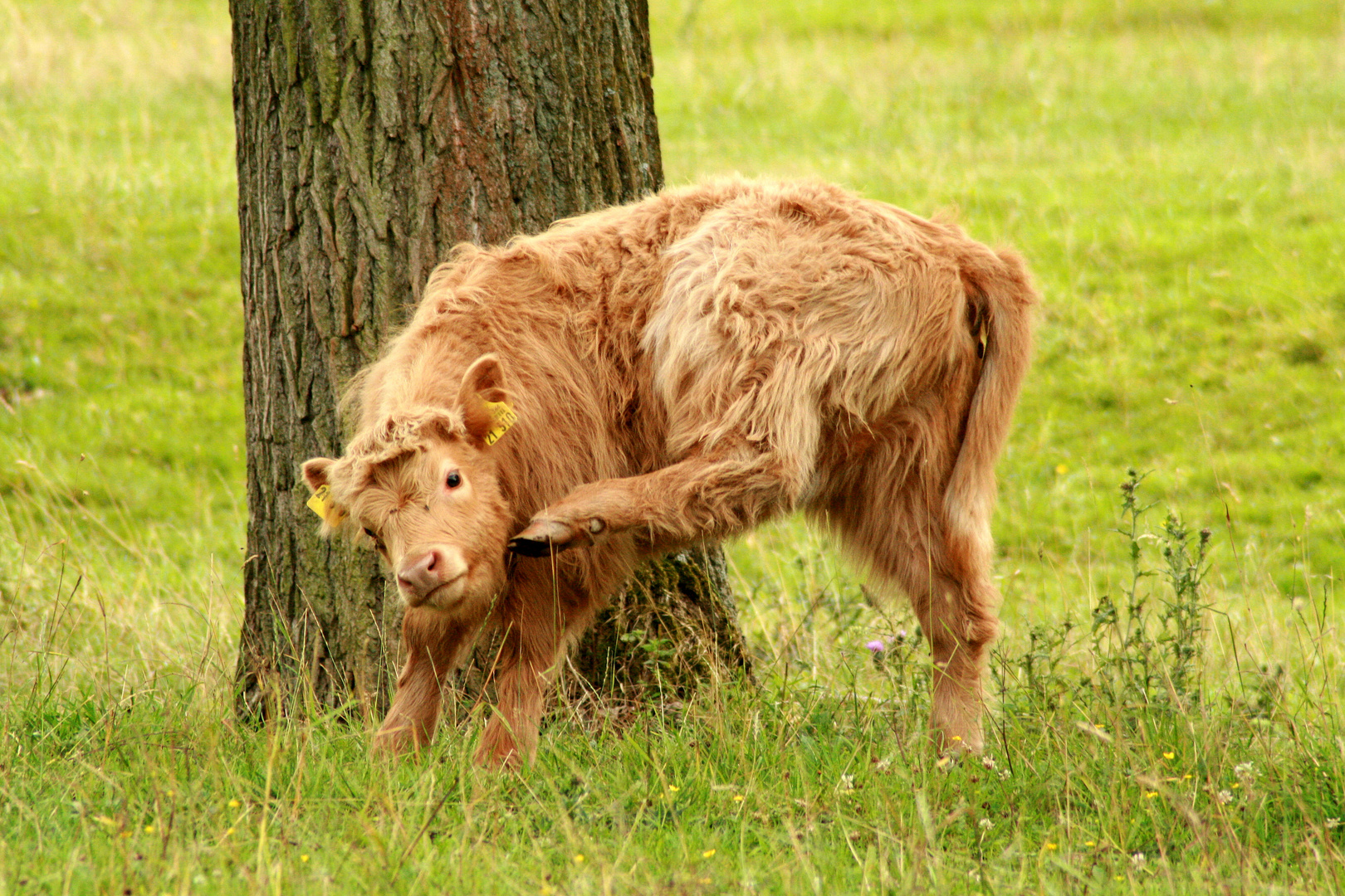 Highland Cattle 2