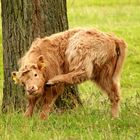 Highland Cattle 2