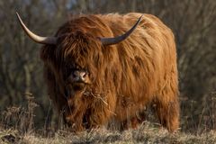 Highland Cattle 2