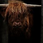 Highland Cattle