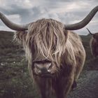 Highland cattle