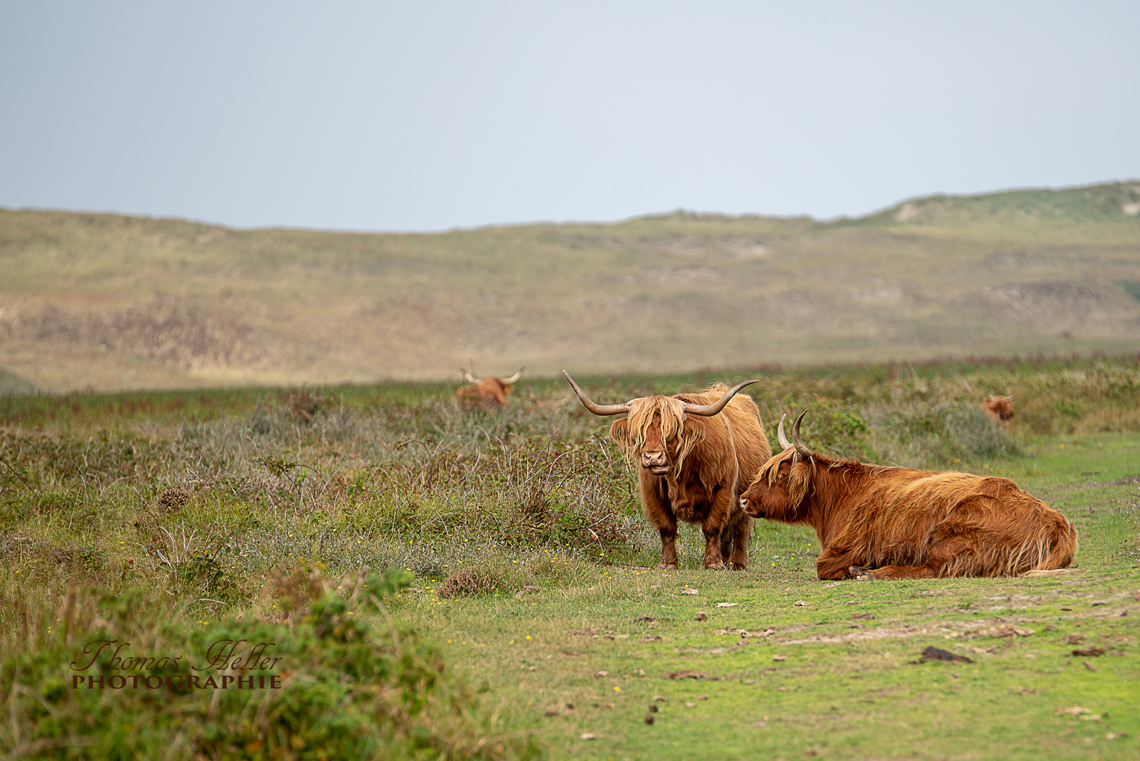 Highland Cattle