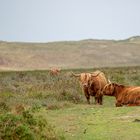 Highland Cattle