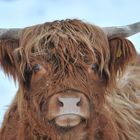 Highland cattle