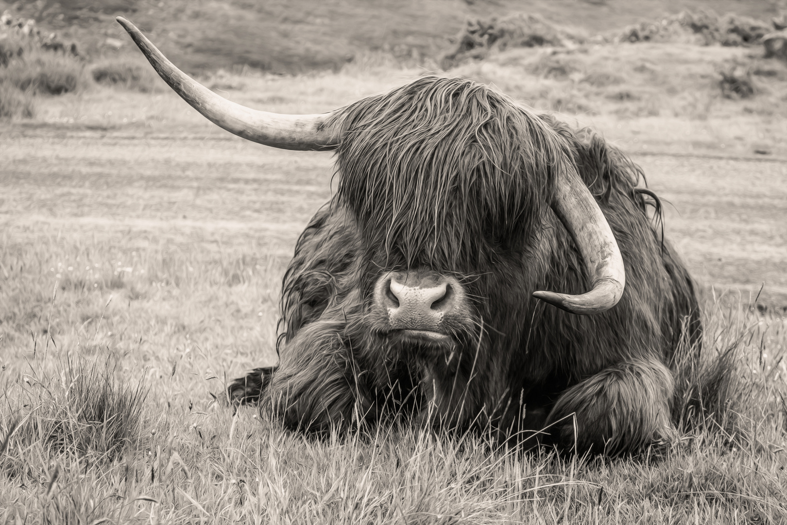 Highland Cattle