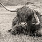 Highland Cattle