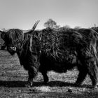 ...Highland Cattle...