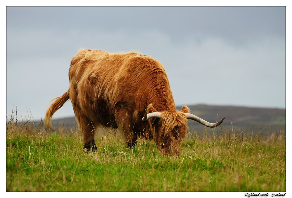 Highland Cattle