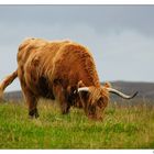 Highland Cattle