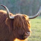 Highland Cattle