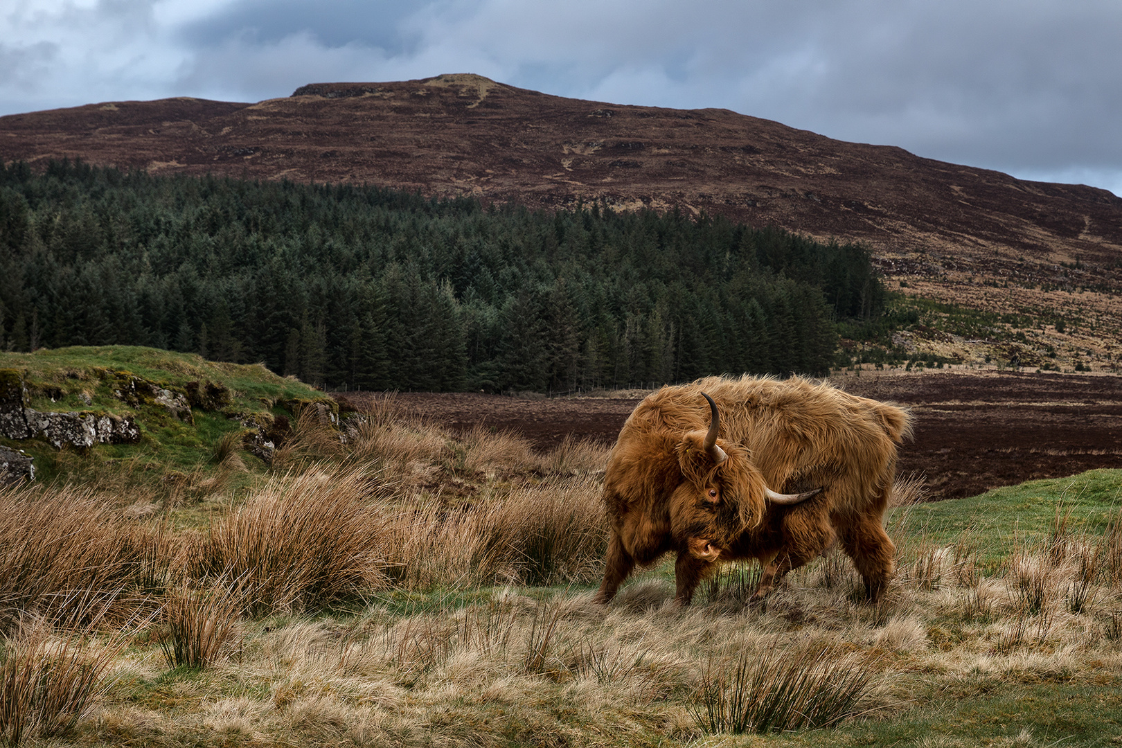 Highland Cattle