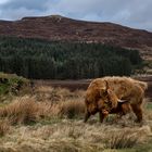 Highland Cattle