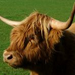 Highland cattle