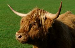 Highland cattle