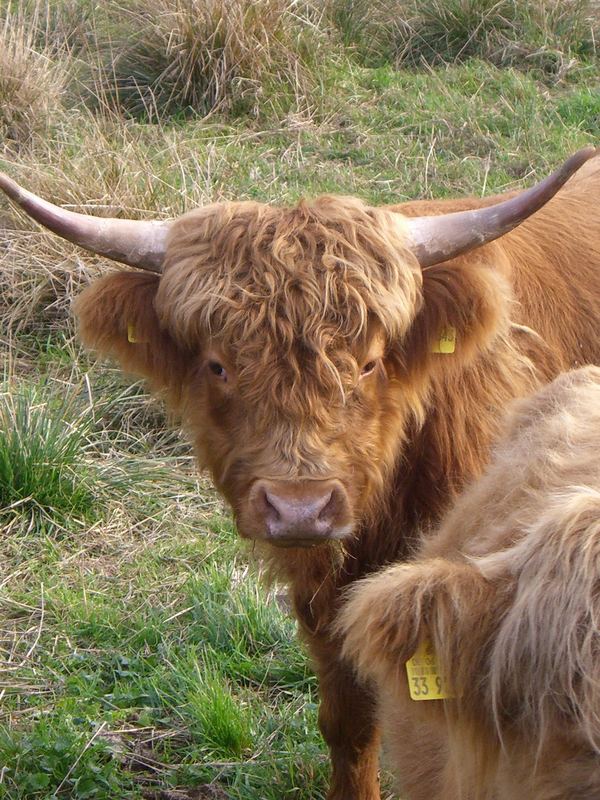 Highland Cattle