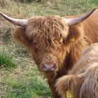 Highland Cattle