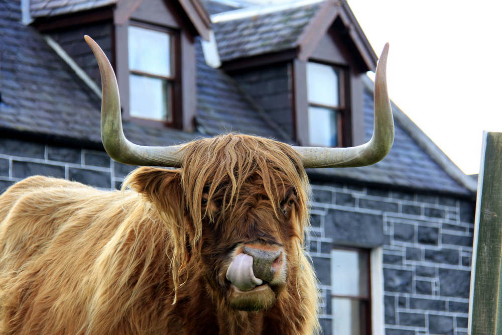 Highland Cattle